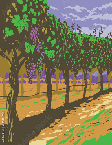 Grapevine in Vineyards of Sonoma Valley Wine Region Northern California WPA Poster Art