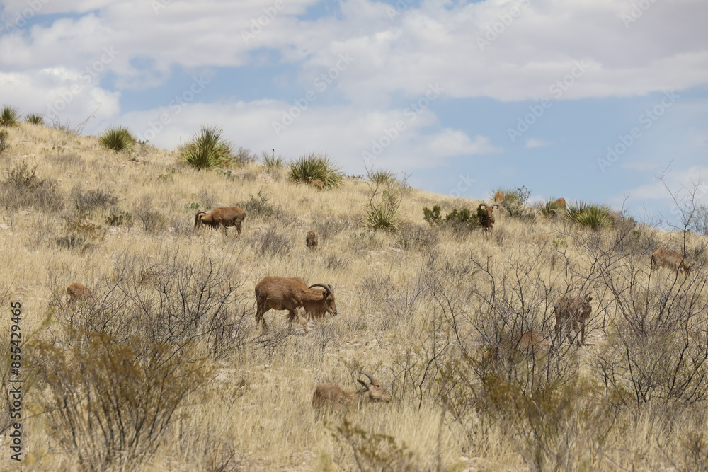 Barbary sheep herd in the wild Barbary sheep herd in the wild