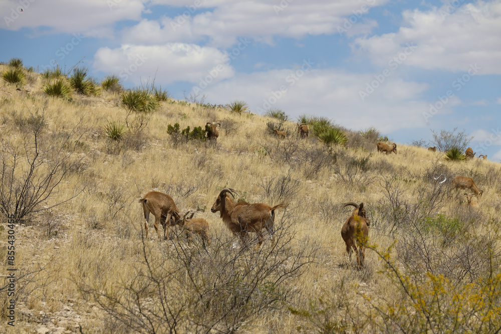 Naklejka premium Barbary sheep herd in the wild