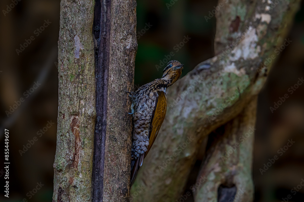 Common Flameback The back is brassy-brown, the rump is red, and the face has alternating white and black stripes running down the side of the neck. The lower body is black with white scale patterns.