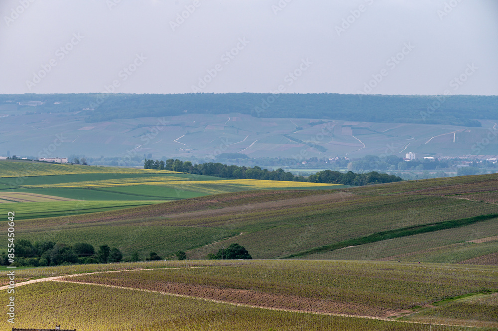 View on grand cru Champagne vineyards near Moulin de Verzenay, rows of pinot noir grape plants in Montagne de Reims near Verzy and Verzenay, Champagne, France View on grand cru Champagne vineyards near Moulin de Verzenay, rows of pinot noir grape plants in Montagne de Reims near Verzy and Verzenay, Champagne, France