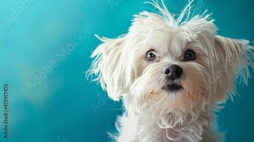 White fluffy dog with teal background, studio shot. Cute pet portrait concept