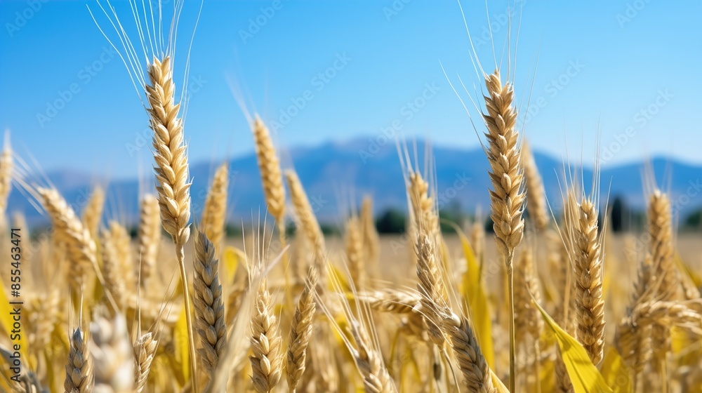 Fototapeta premium field of wheat