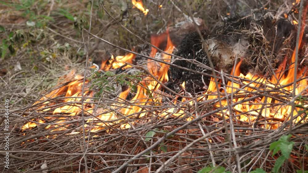 Wildfire rages through dry brush and trees Wildfire rages through dry brush and trees