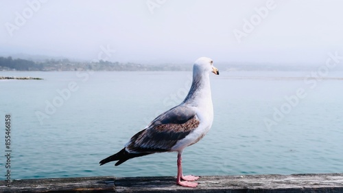 bird