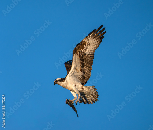 osprey in flight with caught fish