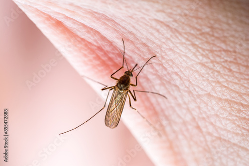 Dangerous Zika Infected Mosquito Skin Bite. Leishmaniasis, Encephalitis, Yellow Fever, Dengue, Malaria Disease, Mayaro or Zika Virus Infectious Culex Mosquito Parasite Insect Macro. photo