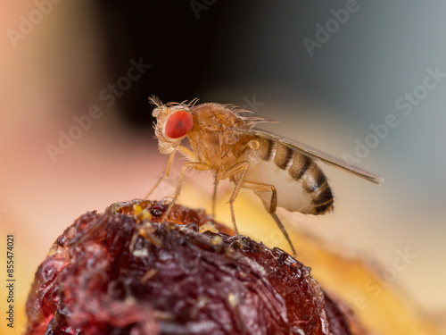 Tropical Fruit Fly Drosophila Diptera Parasite Insect Pest on Vegetable Macro
