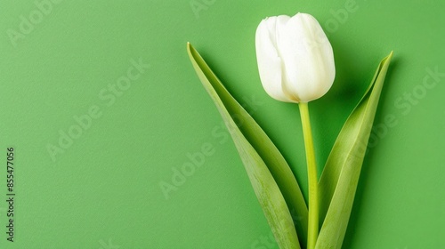  White tulip on green background, mobile wallpaper, minimalistic, simple, high resolution, ultra realistic, simple plain background, stock photo in the style of Adobe Stock, background,