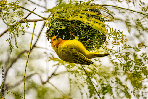 Φωτογραφία yellow weaver bird on nest