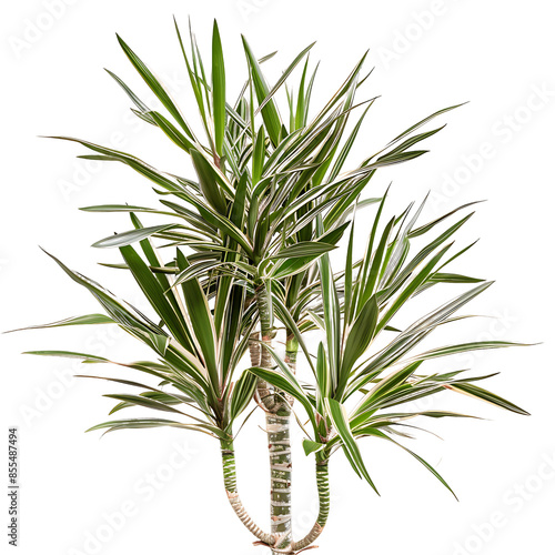 Pandanus Baptistii Variegata Bush Isolated on Transparent Background photo