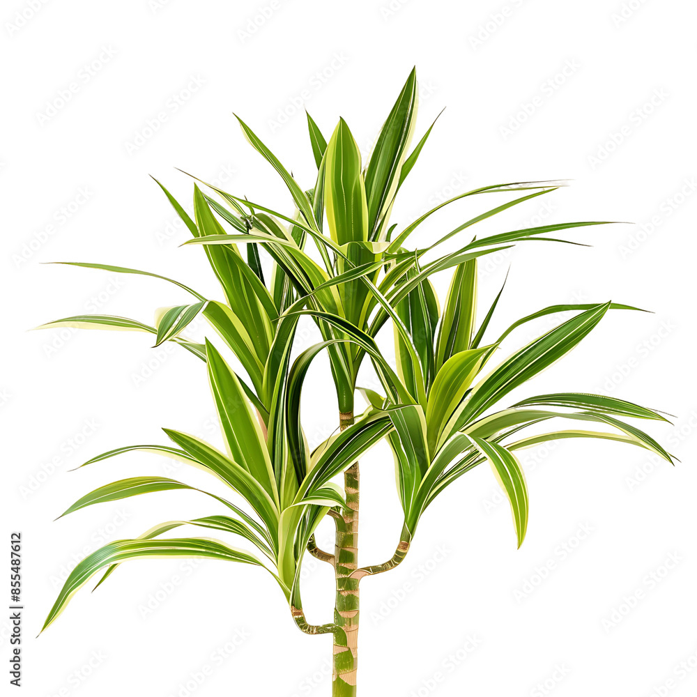 Fototapeta premium Pandanus Baptistii Variegata Bush on Clear Background