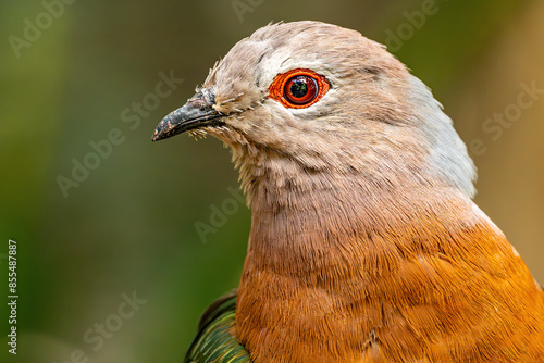 close up of a pheasant