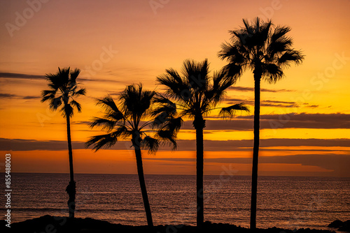 Golden Horizon: Palm Trees at Sunse