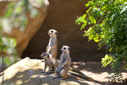 Fototapeta View of three meerkats looking out towards the same direction.