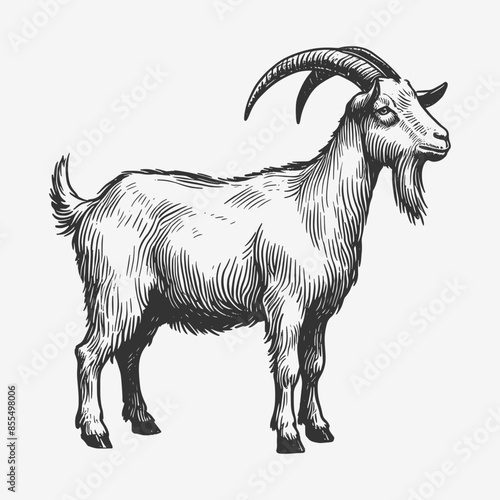 Goat farm animal livestock hand drawing sketch style vector