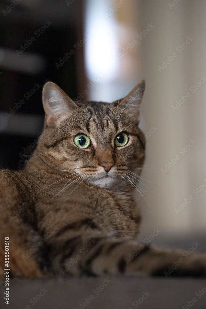 Portrait of a lying cat with a confused look Portrait of a lying cat with a confused look