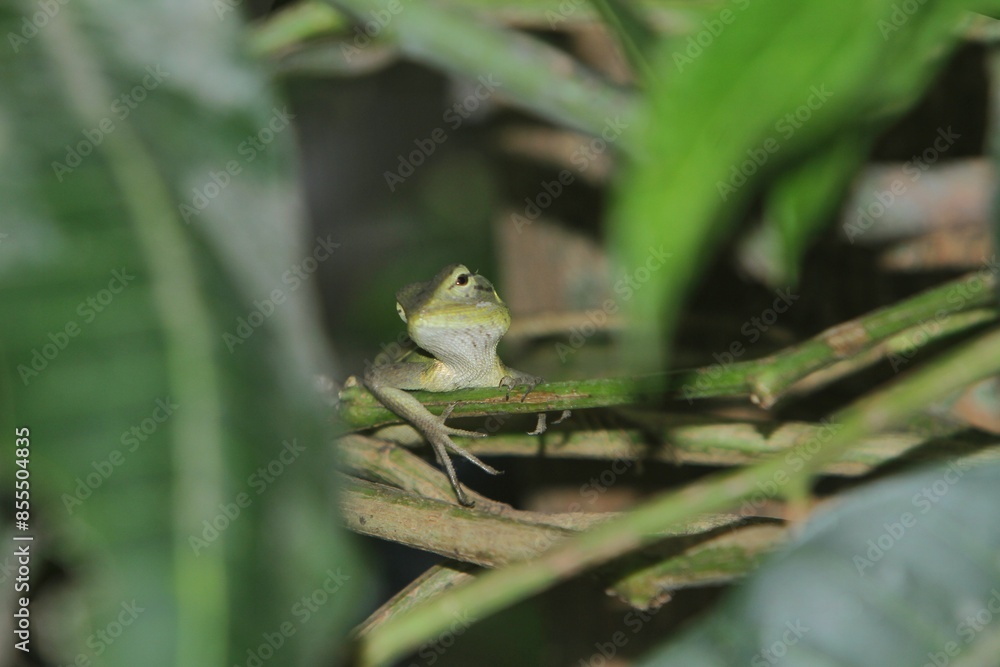Obraz premium A common chameleon hunts in the lake during the day