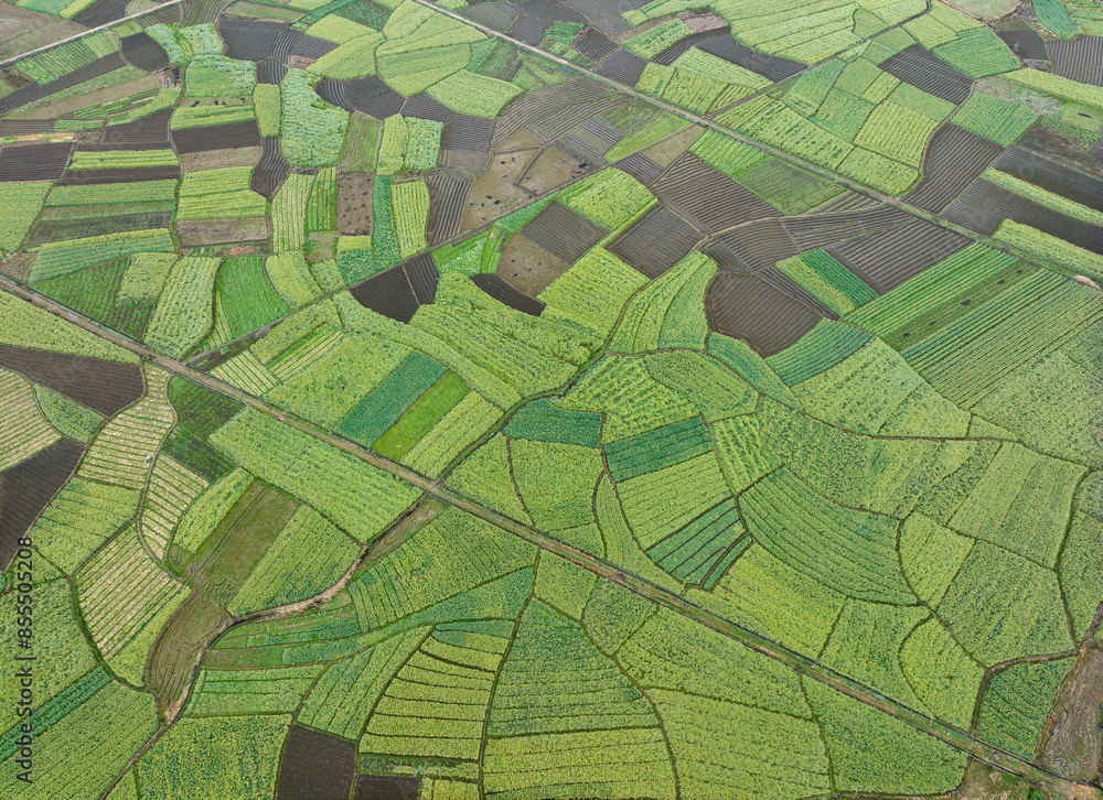 Fototapeta premium Aerial photography of rapeseed flowers in Mailing, Fuchuan, Guangxi