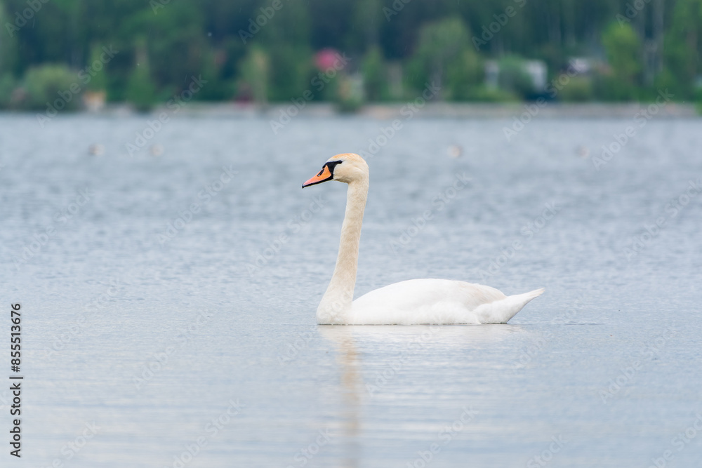 Fototapeta premium Graceful white Swan swimming in the lake, swans in the wild. Portrait of a white swan swimming on a lake.