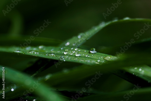 dew droplets on grass leaves after rain, macrophotography, close-up, pearl dew photo