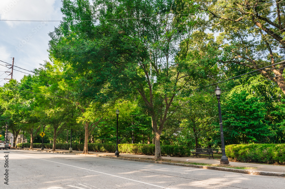 A canopy of green, offering a refreshing respite in the heart of Atlanta, Piedmont Avenue, Atlanta, Georgia A canopy of green, offering a refreshing respite in the heart of Atlanta, Piedmont Avenue, Atlanta, Georgia