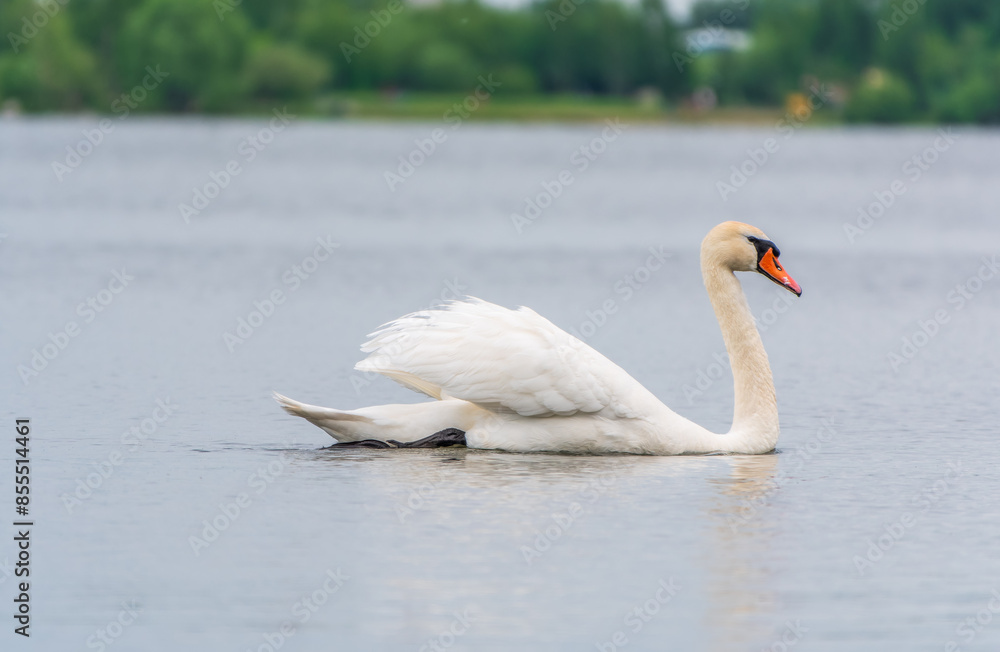 Obraz premium Graceful white Swan swimming in the lake, swans in the wild. Portrait of a white swan swimming on a lake.