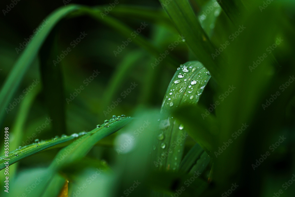 dew droplets on grass leaves after rain, macrophotography, close-up, pearl dew dew droplets on grass leaves after rain, macrophotography, close-up, pearl dew