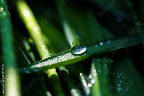 dew droplets on grass leaves after rain, macrophotography, close-up, pearl dew photo