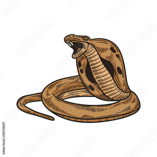 Handrawn snake illustration