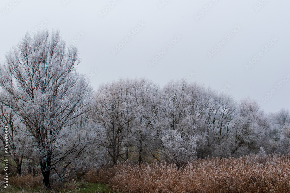 large trees and reeds covered with white hoarfrost large trees and reeds covered with white hoarfrost