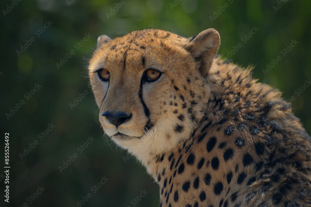 Close-up of a beautiful Cheetah. Close-up of a beautiful Cheetah.