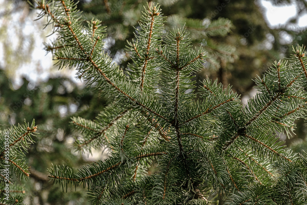 Coniferous branches are the background for your design. Background of the branches of the Christmas tree. Dark green fresh branches of a fir tree in close-up. Coniferous branches are the background for your design. Background of the branches of the Christmas tree. Dark green fresh branches of a fir tree in close-up.