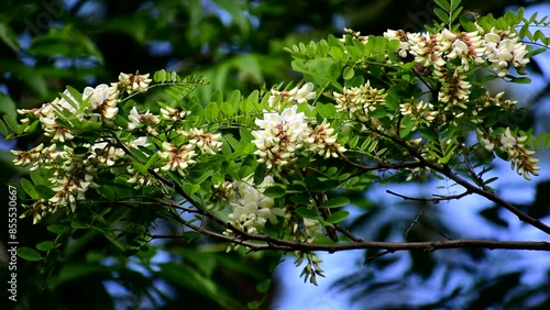 White acacia flower on a green tree in summer.