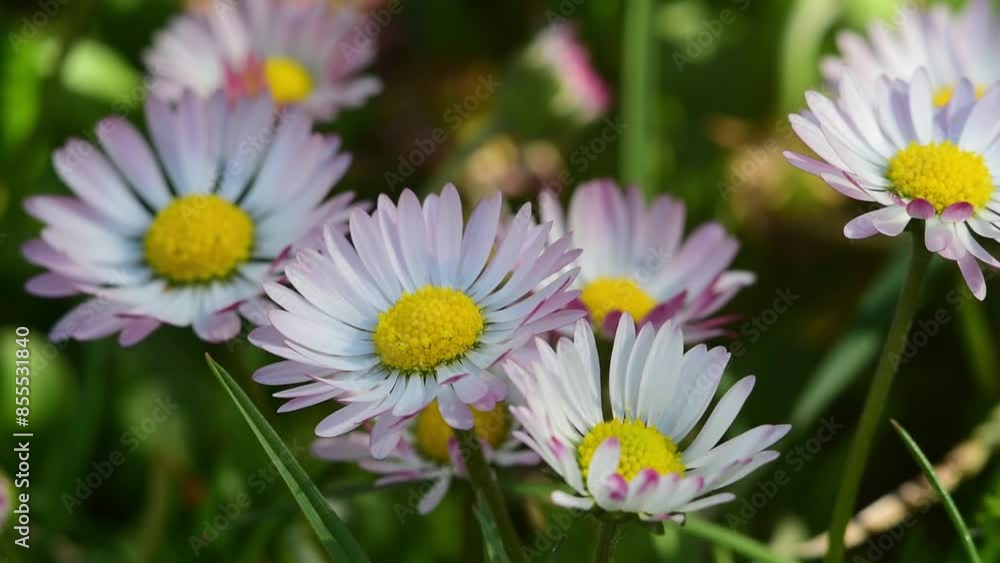 Little beautiful daisies Chamomiles. summer under the sun. Medicinal plant. Little beautiful daisies Chamomiles. summer under the sun. Medicinal plant.