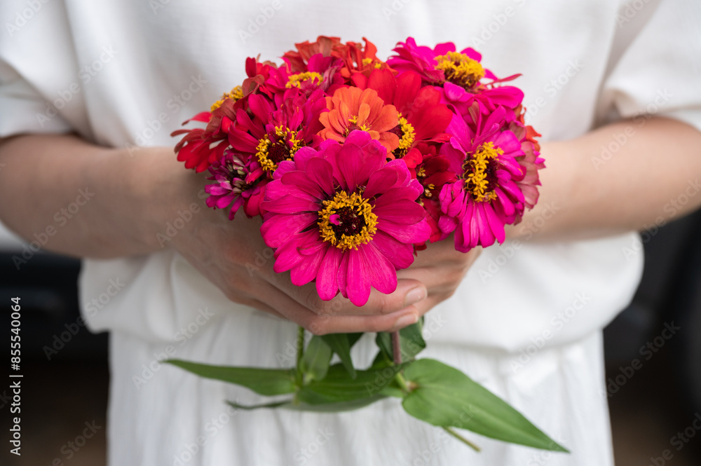 Cropped shot view of woman holding a bunch of Zinnia flowers. Zinnia has many different meanings, it is usually associated with friendship, goodness, and lasting affection etc. Cropped shot view of woman holding a bunch of Zinnia flowers. Zinnia has many different meanings, it is usually associated with friendship, goodness, and lasting affection etc.
