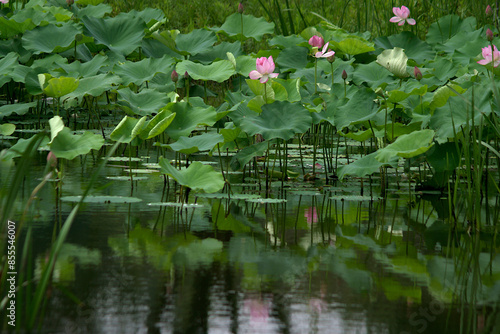 pink lotus flower