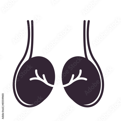 testicles icon, human body anatomy