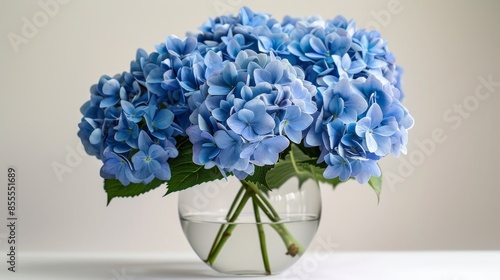 Elegant Blue Hydrangeas in Vase on White Background with Studio Lighting