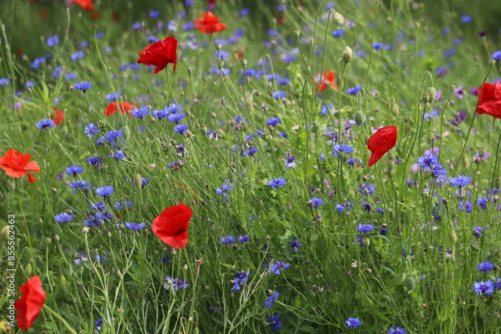 Obraz premium Papaver rhoeas, Centaurea. Medow with cornflowers and poppies.