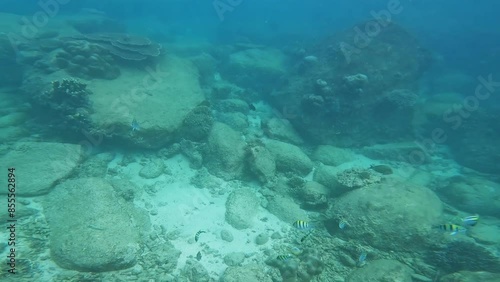 Wallpaper Mural marine underwater world, Indian Ocean, coral reef. flocks of marine fish. amazing marine fish. coral fish Torontodigital.ca