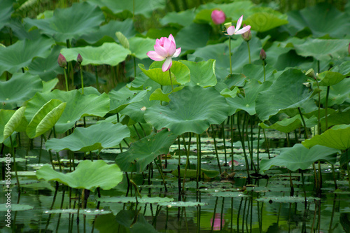 pink lotus flower