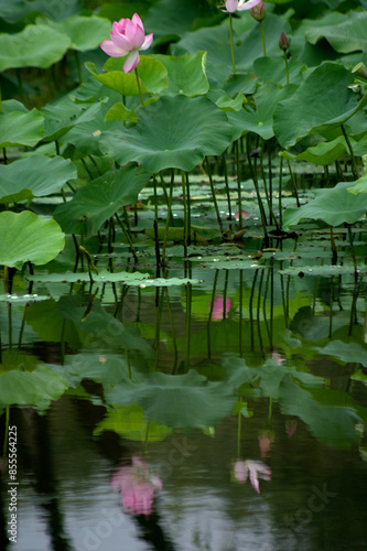 pink lotus flower