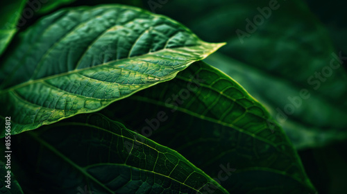 capture leaf of tropical