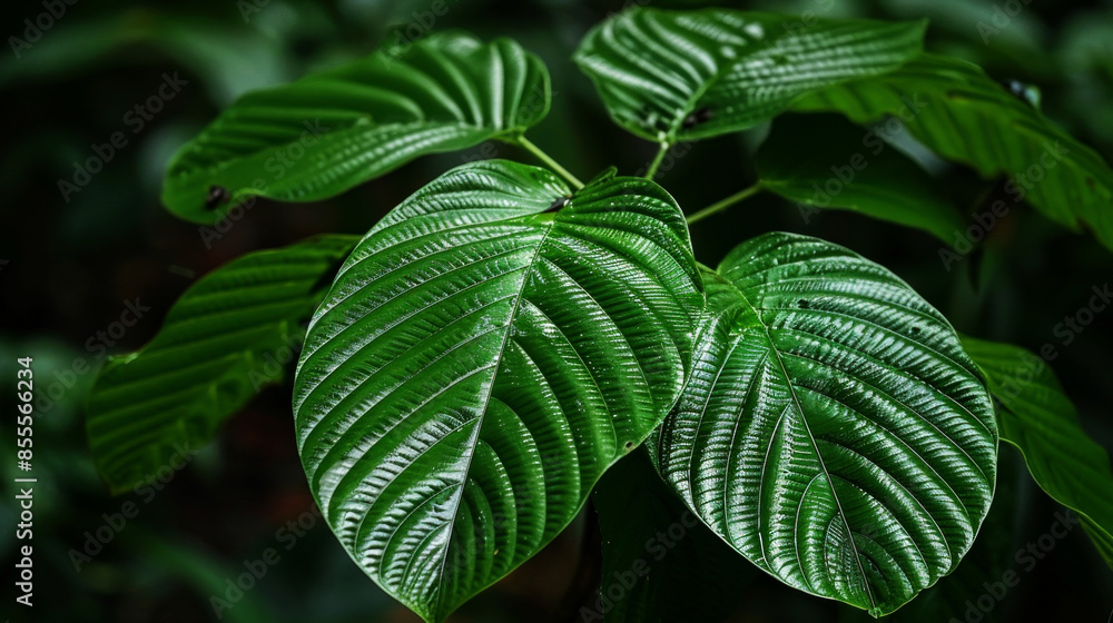 capture leaf of tropical capture leaf of tropical