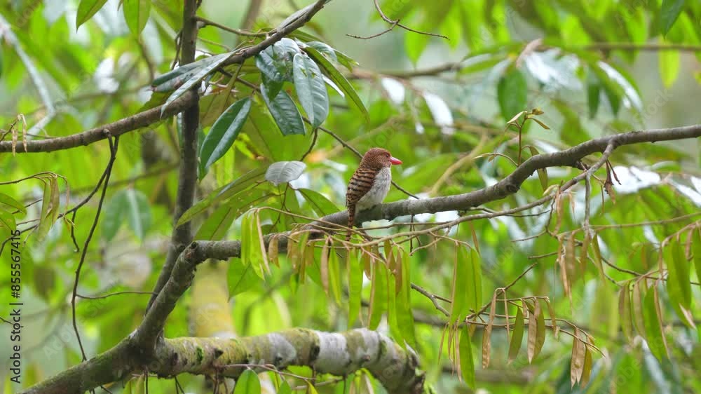 Banded kingfisher on the tree. The banded kingfisher is a tree kingfisher found in lowland tropical forests of southeast Asia Banded kingfisher on the tree. The banded kingfisher is a tree kingfisher found in lowland tropical forests of southeast Asia