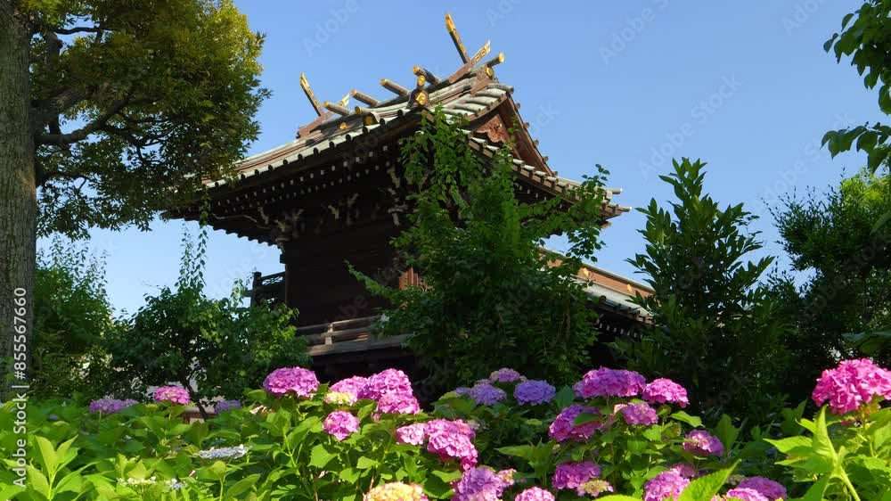 Stunning cinematic view at Japanese shrine with full bloom hydrangea Stunning cinematic view at Japanese shrine with full bloom hydrangea