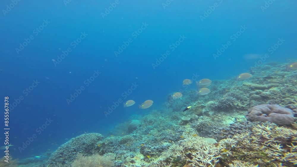 Camera follows School of goldlined rabbitfish (Siganus lineatus) swimming through the blue waters over coral reef. Underwater GoPro shot with copy space. Camera follows School of goldlined rabbitfish (Siganus lineatus) swimming through the blue waters over coral reef. Underwater GoPro shot with copy space.