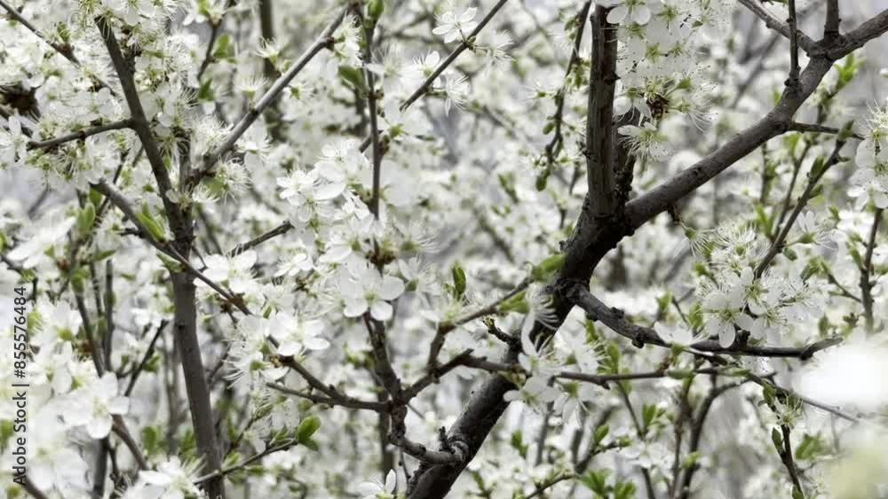 Plum tree flowers in spring and agriculture Plum tree flowers in spring and agriculture