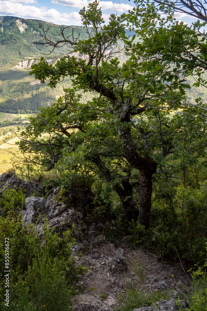 Hike in the Baronnies Provençales Regional Nature Park, Hautes-Alpes department, France. Landscape with atmosphere: oak, rock, mountains and sky Hike in the Baronnies Provençales Regional Nature Park, Hautes-Alpes department, France. Landscape with atmosphere: oak, rock, mountains and sky